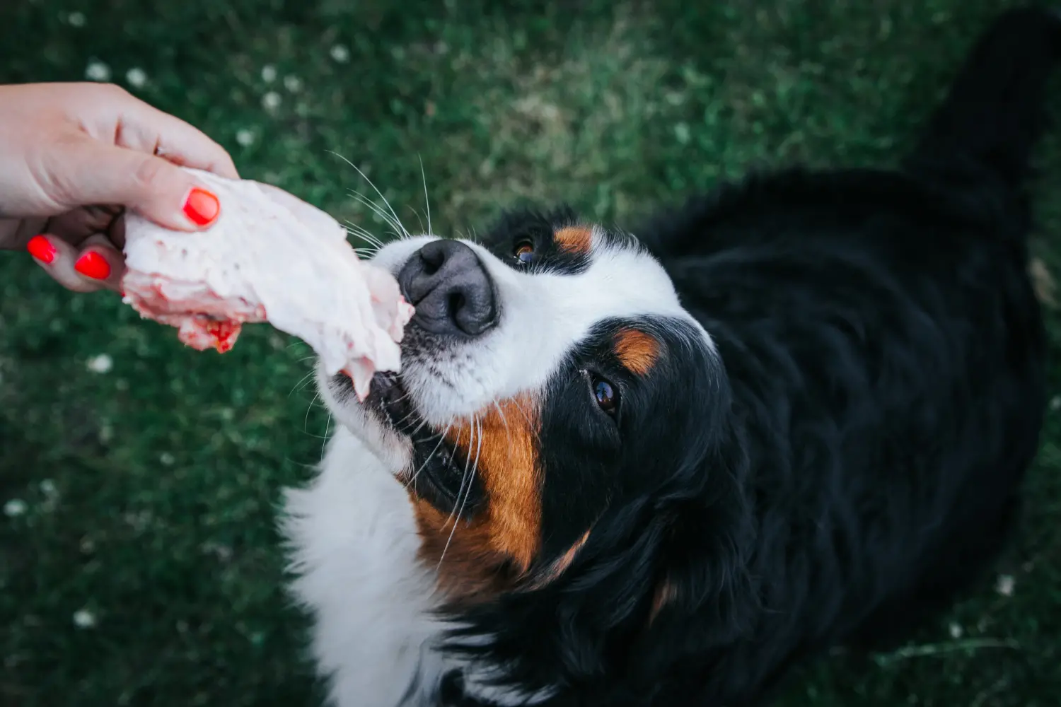 Dogs eating shop raw bones